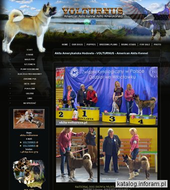 Akita Amerykańska - VOLTURNUS FCI