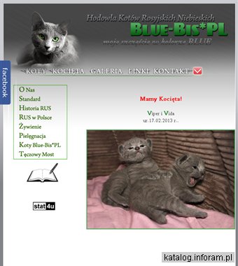 Hodowla Kotów Rosyjskich Niebieskich