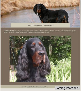 Gordon Setter