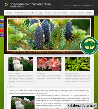 KRZYSIAK ANDRZEJ szkółka krzewów iglastych