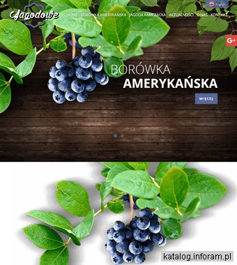 JAGODOWE sadzonki jagody kamczackiej