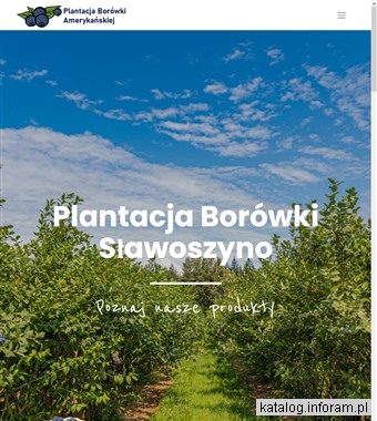 Producent, plantacja borówki