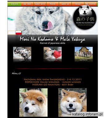 Akita japońska - hodowla MORI NO KODOMO