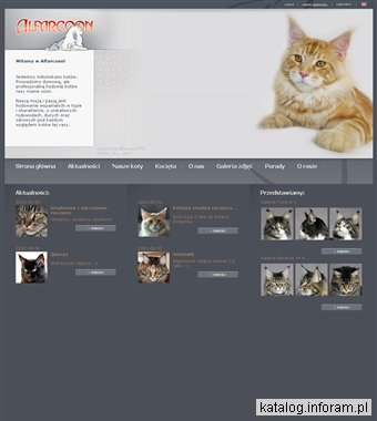 Koty Maine Coon - alfarcoon.com