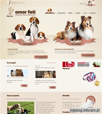 Szczenięta owczarek szetlandzki