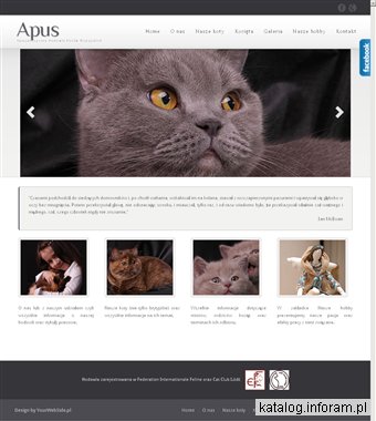 Hodowla kotów brytyjskich Apus
