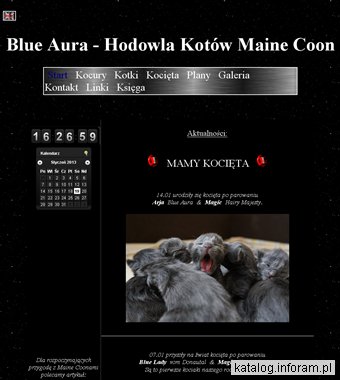 Hodowla kotów Maine Coon