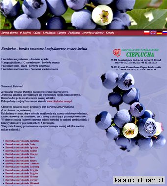 Borówka amerykańska