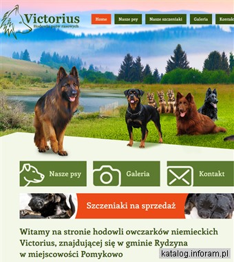 Hodowla owczarków niemieckich - hodowlapsowrasowych.pl