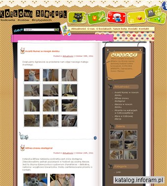 Hodowla Kotów Brytyjskich - KotkowaAfera.pl