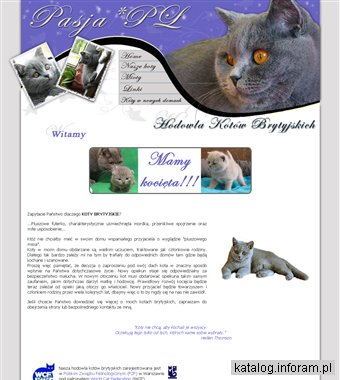 Koty brytyjskie hodowla