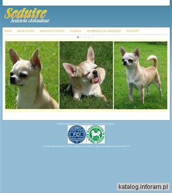 Chihuahua sprzedam, hodowla seduire