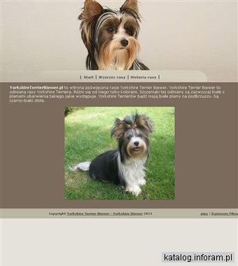 Yorkshire Terrier Biewer